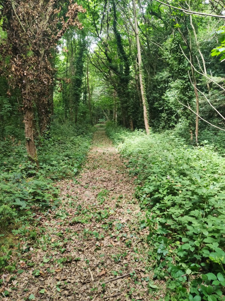 path in the woods